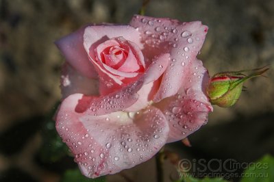 2198-Bridal_Pink_Rose.jpg