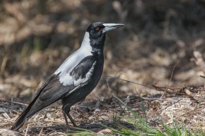 2326-Magpie.jpg