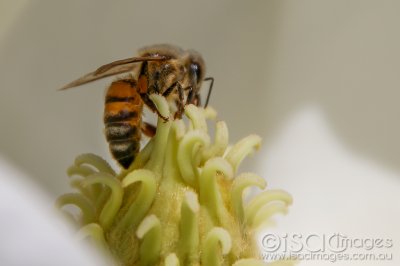 2270-Bee_Magnolia.jpg