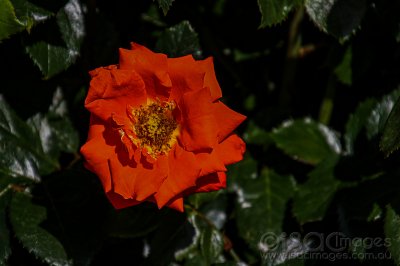 2225-Red_Rose.jpg