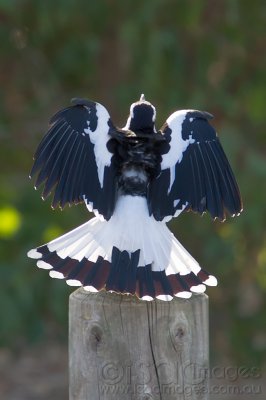 Magpie-on-Post-Morning-Sun-1.jpg