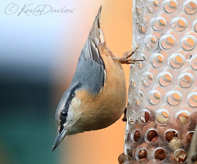 Nuthatch.jpg