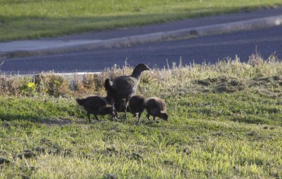 bushchook and chicks.jpg