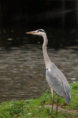 heron.jpg