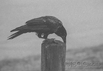 2467-Crow_Isac-Images-Chalk_Charcoal.jpg