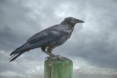 2468-Crow.jpg