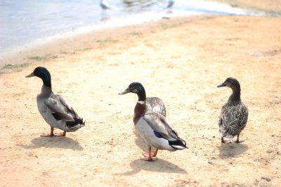 ducks on the beach.jpg