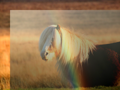 0000000 rainbow pony.png