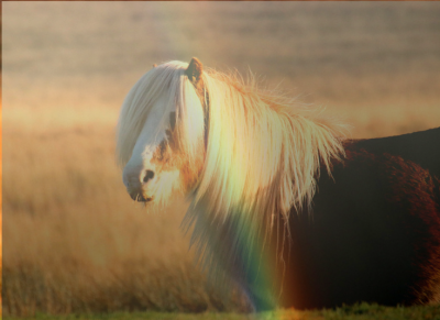 HEAVY CROPPED RAINBOW PONY))))))))))).png