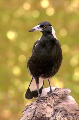 2800-Magpie_On_Log_BOKEH.jpg