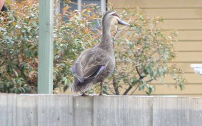 Wild Black Duck sitting on fence.jpg