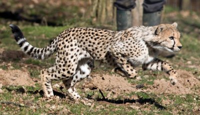 Cheetah 4.jpg