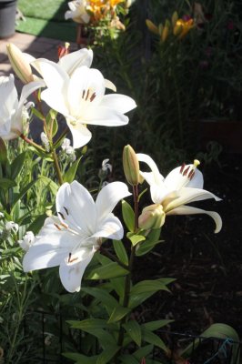 White Lilliums.jpg