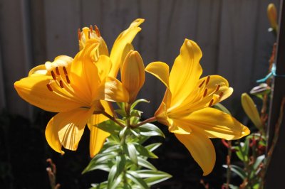 Yellow Lillium.jpg