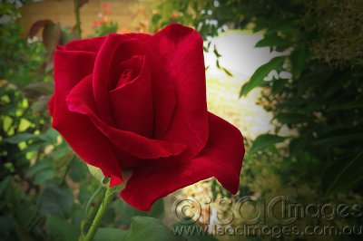 0605-Red-Rose.jpg