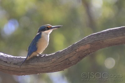 3925-Sacred_Kingfisher.jpg