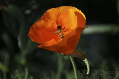 0365-California_Poppy.jpg