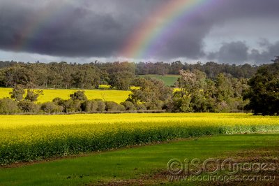 1013-Canola-Crop.jpg