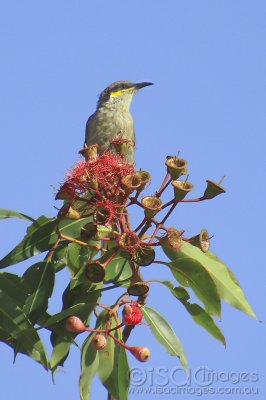 5303-Singing_Honeyeater.jpg