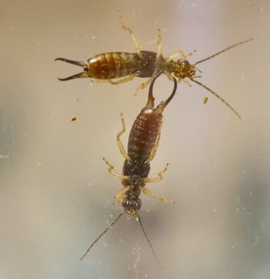 earwig1.jpg