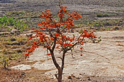 Palash tree.jpg