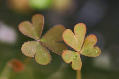 Oxalis corniculata.jpg