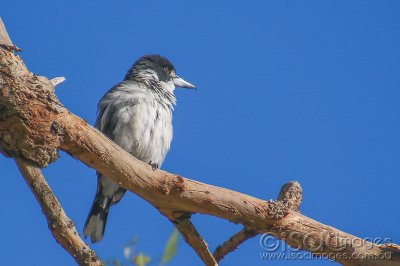 6393-Butcher_Bird.jpg