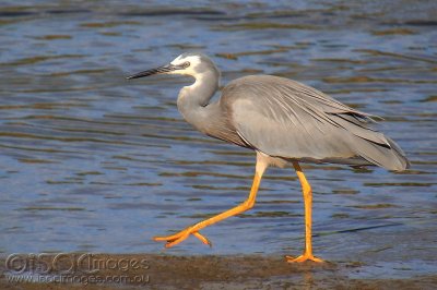 7413-WF-Heron.jpg