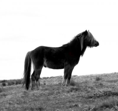 SILOUETTE PONY333333333333333333333333333333333333333333333333333333333333.JPG