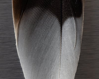 Feather-10.JPG