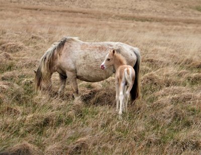 LIGHT MUM AND FOAL REFINED.JPG