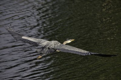 GreatBlueHeron-P.Halpin1.jpg