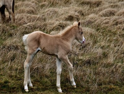 IMG_3494 (4)SKINNY SABLE FOAL.JPG