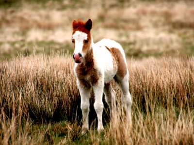 BROWN AND WHITE PATCHY FOAL.JPG