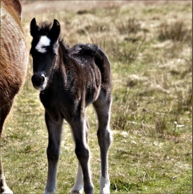 REFINED SOLO BLACK FOAL.JPG