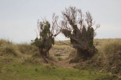 Trees on the road to Sanford, Tasmania.jpg