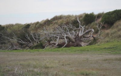 Tree 2 onthe road to  Sandford.jpg