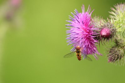 hover thistle.jpg