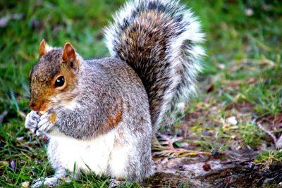 BRIGHT EYED SQUIRRELPPPPPPPPPPPPPPPPPPPPPPPPPPPPPPPPPPPPPPPP.JPG