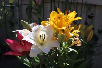 mixed Lilliums.jpg