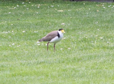 spur wing plover (locally known as).jpg