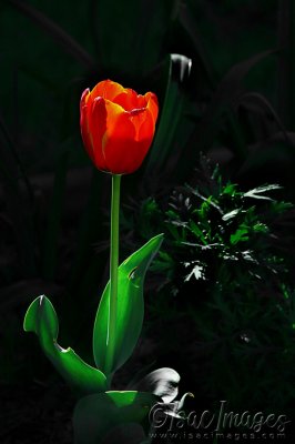 1234-Red_Tulip.jpg