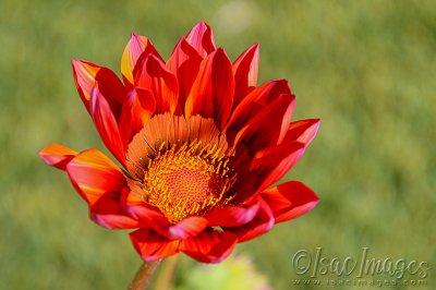 1347_Gazania.jpg