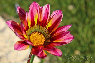 1349_Gazania.jpg