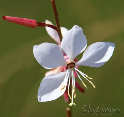 1352-White_Flower.jpg