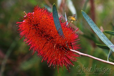 2350-Bee_Callistemon-E1.jpg