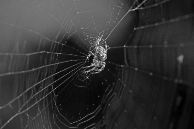 spider 1b&w.jpg