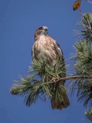 Hawk 2 (1 of 1).jpg