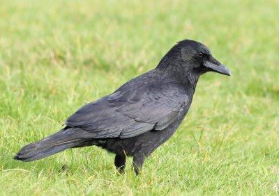 crow2 IMG_5994.jpg