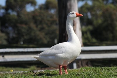 Goose at Montrose Yacht Club.jpg